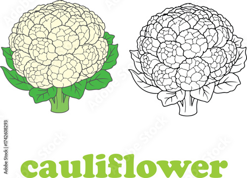 Broccoli florets and stalks in black and white illustrations cauliflower vegetable