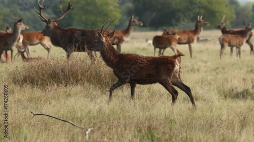 Red deer Cervus elaphus in the soft light of the autumn  mid day sun, active stags during the seasonal rut