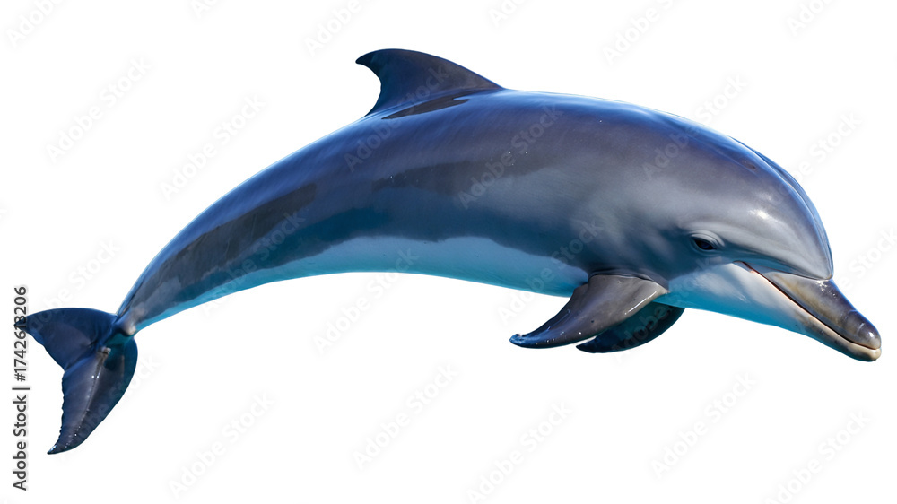 Obraz premium Jumping Bottlenose Dolphin Mid-Air Isolated on a Transparent Background