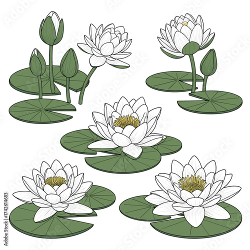 Elegant white water lilies bloom gracefully on serene pond surfaces.