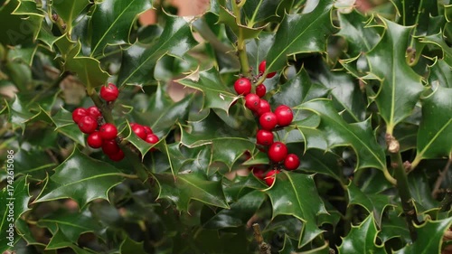 Vibrant red holly berries nestled among lush green leaves, capturing the essence of festive winter foliage