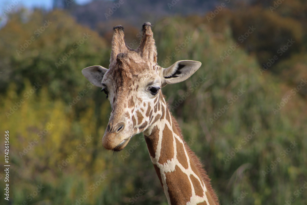 Fototapeta premium Jirafa en safari