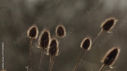 Sunlit teasel heads dipsacus sylvestris swaying gently in the breeze, their spiky silhouettes glowing against a soft, natural backdrop
