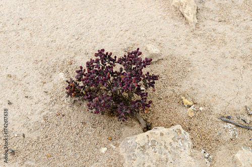 Exotic desert shrubs