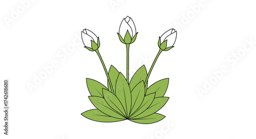 A delicate plant with three unopened flower buds emerging from a cluster of green leaves.