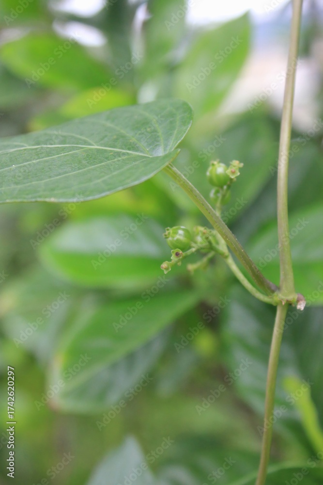 Obraz premium Paederia scandens, known as Gyeyodong, is a deciduous climbing vine from Korea with opposite leaves and small white trumpet-shaped flowers that emit a distinctive odor in summer. Photographed in Korea