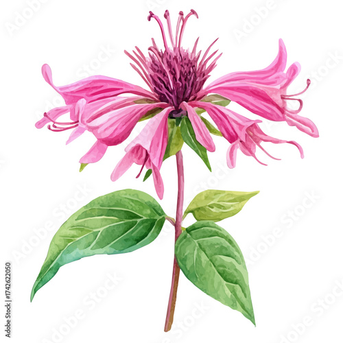 watercolor vector of Bee Balm Blossom, isolated on a white background.