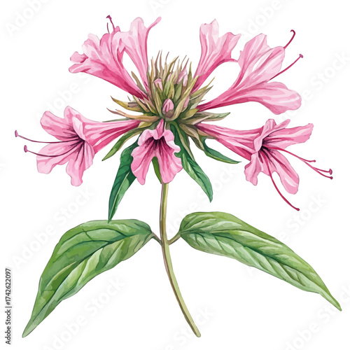 Bee Balm Blossom, watercolor illustration vector, isolated on a white background.