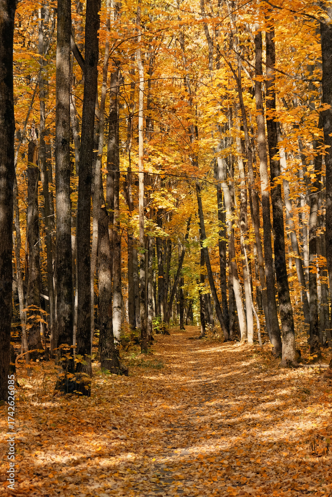 Obraz premium Beautiful autumnal forest landscape. autumn trees with orange-yellow foliage and pathway, natural background. golden fall season. peaceful harmony nature image