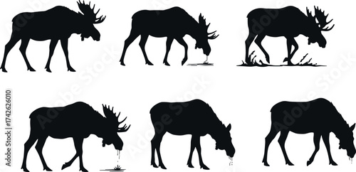 Moose silhouette vector set showing walking, grazing, drinking, and standing poses for wildlife, nature, animal behavior, and stock illustration