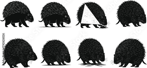 Porcupine silhouette vector set showing transformation sequence, animal behavior, black and white illustration for wildlife, nature, and storytelling themes