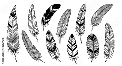 A collection of detailed, hand-drawn feathers, illustrating various patterns and textures.