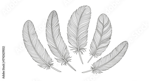 Six detailed feather illustrations arranged in a semi-circle, showcasing intricate line work and varying sizes on a white background.