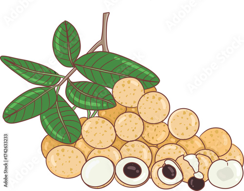 illustration of longan
