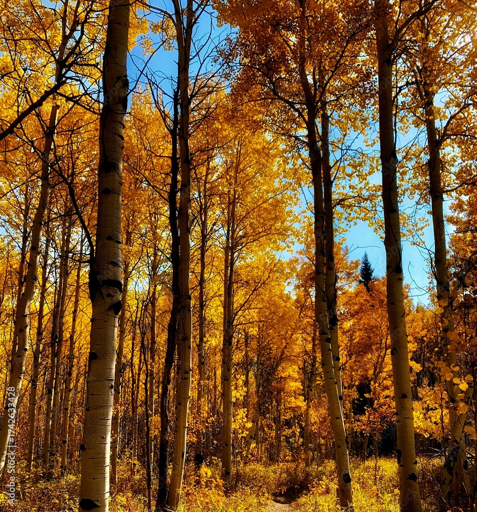 Fototapeta premium autumn trees in the forest