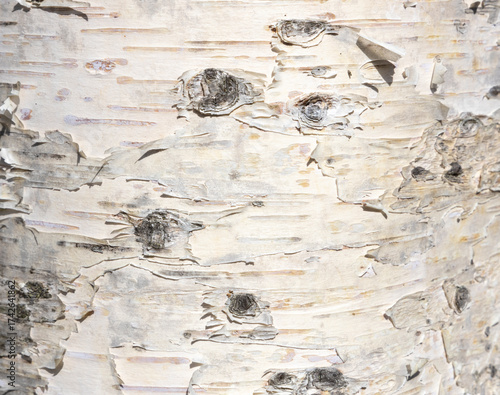 The birch bark texture or background. Macro shot is made by means of stacking technology trunk. Texture made of birch tree bark. Beautiful birch trunk background. Conceptual image. Peaceful nature.