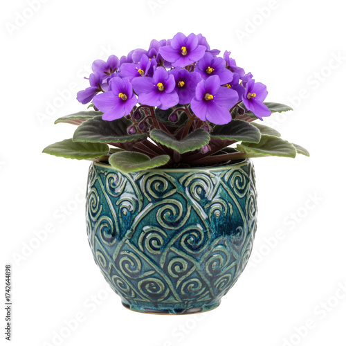 Vibrant purple african violet plant in a decorative ceramic pot isolated on transparent background