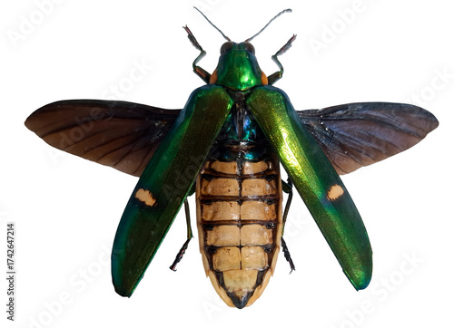 This giant jewel beetle, Megaloxantha bicolor, displays striking green and gold colors. Its intricate wings are spread wide, showcasing stunning iridescence in natural light.