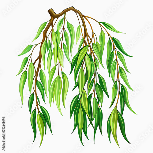 A vintage botanical illustration of a willow branch with long drooping green leaves.