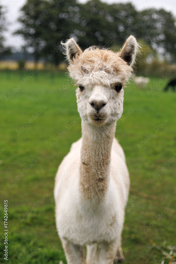 Fototapeta premium Close portrait of white alpaca on green pasture. Great for eco farm card, rural tourism poster or nature design.