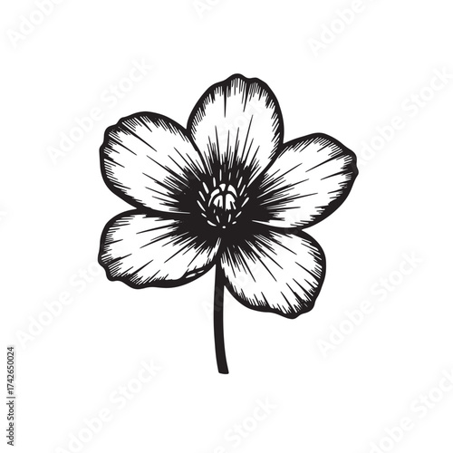Black and white illustration of a five-petal flower Keywords: flower, bloom, blossom, petal