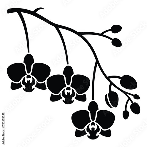 Elegant black silhouette of orchid flowers and buds on a branch