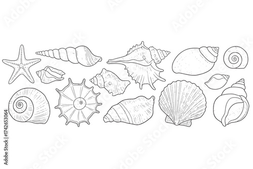Line art illustration of various seashells and a starfish isolated on white background, perfect for coloring books or educational materials vector illustration