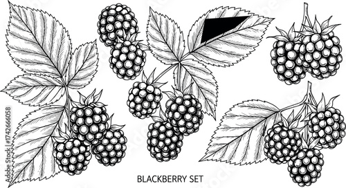 Blackberry fruit illustration, botanical berry sketch, hand drawn blackberry cluster, vintage berry drawing, black and white leaf detail, nature plant art