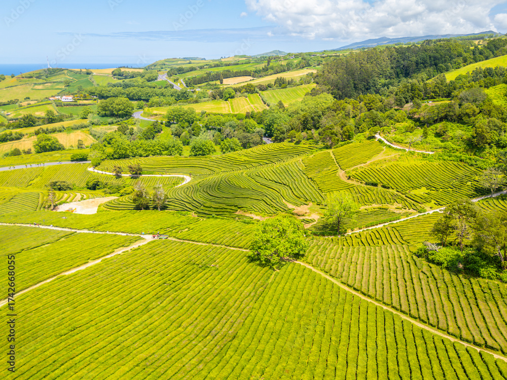 Fototapeta premium Tea Plantation. Lush Green Terraces. Azores, Sao Miguel Island. Portugal. Aerial Drone Shot