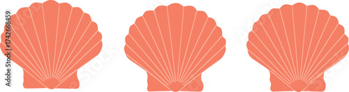 Seashell illustration collection, marine ocean shell design, beach summer decoration concept, coastal nature element vector, tropical seaside art background