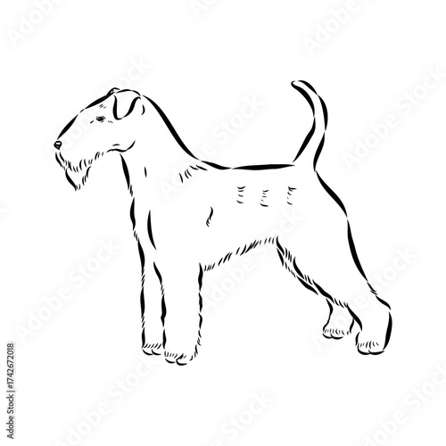 welsh terrier, dog breed, vector sketch