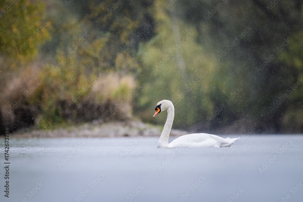 Obraz premium Schwan im Regen