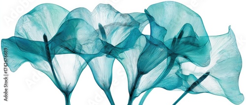 Ethereal arrangement of turquoise calla lilies with translucent petals creates a soft and dreamy botanical composition on white background.