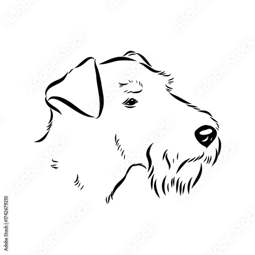 welsh terrier, dog breed, vector sketch