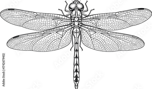 Dragonfly top view line drawing, detailed black and white vector illustration of insect anatomy with veined wings for science, nature, or education themes