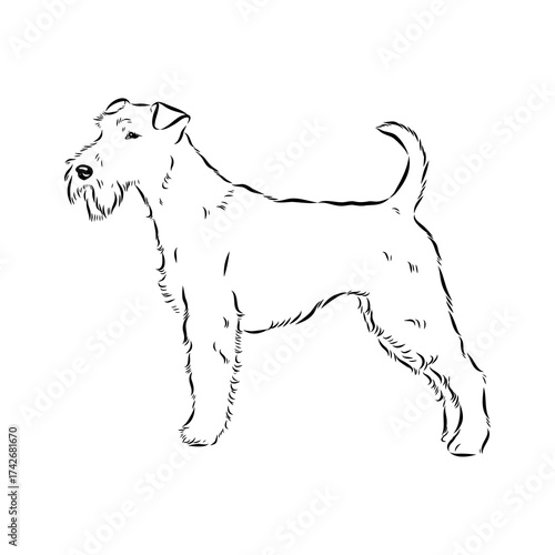 welsh terrier, dog breed, vector sketch