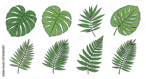 Collection of green monstera and fern leaves for decoration.