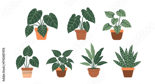 A collection of eight different potted plants with lush green leaves.