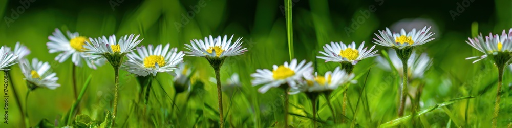 Fototapeta premium White daisies blooming in a field with green grass nature background