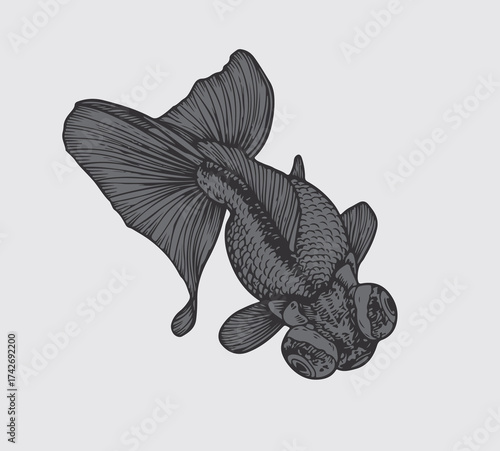 black and white butterfly goldfish