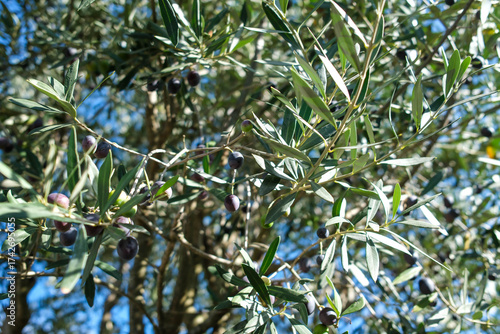 Olives noires sur un olivier