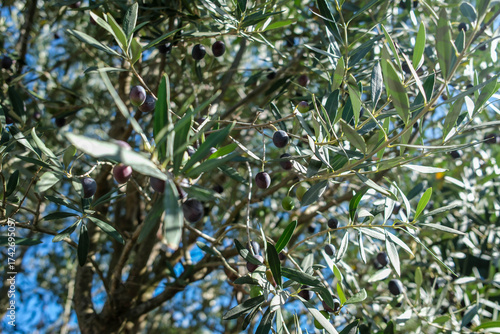 Olives noires sur un olivier