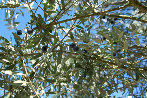 Olives noires sur un olivier