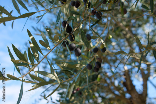 Olives noires sur un olivier