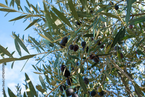 Olives noires sur un olivier
