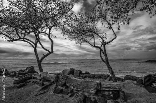 Black and White Seascape of Trees on a Rocky Beach in Honolulu Hawaii.