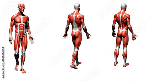 Human Muscle Fiber Structure, Detailed Anatomy Illustration

Microscopic View of Muscular Tissue, Medical Anatomy Concept