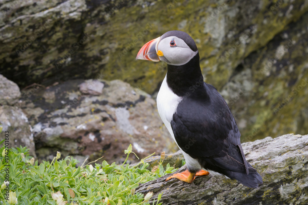 Fototapeta premium Atlantic puffin on Skellig Michael County Kerry Ireland