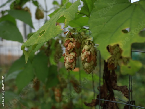 leaves and cones of hops on the street on the fence