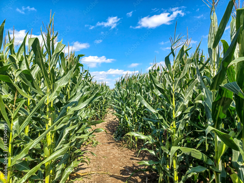 Fototapeta premium Toronto Corn Maze Path
